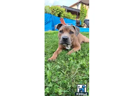 a staffordshire bull terrier dog lying in the grass